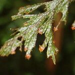 Hymenophyllum capillare Лист