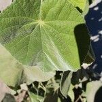 Abutilon grandifolium Folha