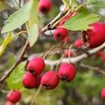 Crataegus azarolusFruit