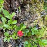 Vaccinium vitis-idaea Leaf