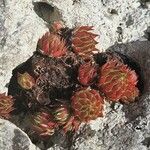 Sempervivum globiferum Leaf