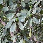 Ficus cyathistipula List