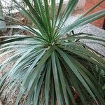 Dracaena draco Leaf