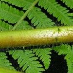 Cyathea bicrenata പുറംതൊലി