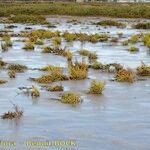 Salicornia stricta 形態