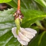 Lonicera fragrantissima Flower