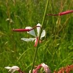 Oenothera gaura花