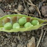 Vicia bithynica Ffrwyth