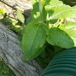 Nicotiana rustica Leaf