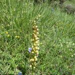 Orchis anthropophora 形態