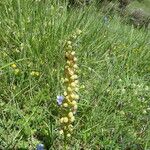 Orchis anthropophora Celota