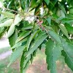 Zelkova serrata Φύλλο