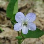 Viola elatior Flower