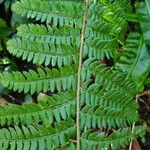 Polystichum braunii Φύλλο