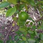 Citrus × aurantiifolia Fruit