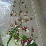 Oncidium spp. Floare