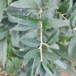 Alangium salviifolium Leaf