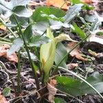 Arum concinnatum Kvet