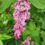 Syringa josikaea 花