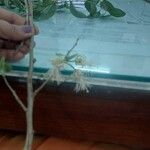 Alangium salviifolium Flower