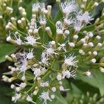 Chromolaena laevigata Fleur
