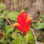 Pachystachys coccineaBlodyn