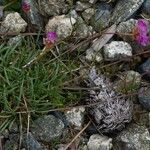 Armeria multiceps Hábito