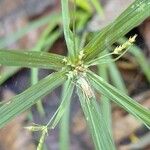 Cyperus laxus Çiçek