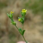 Linum digynum Cvet