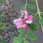 Indigofera tinctoria 花