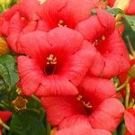 Campsis grandiflora Fula