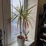 Dracaena reflexaHostoa