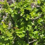 Haplocoelum foliolosum Leaf