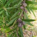 Hakea salicifolia Blatt