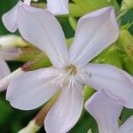 Saponaria officinalis പുഷ്പം