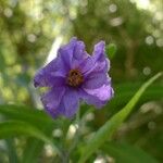 Solanum nudum Flower