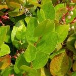 Gaultheria shallon Leaf