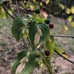 Cornus kousa Frunză