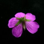 Geranium donianum Квітка