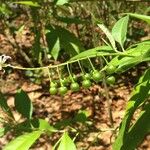 Solanum bahamense Frugt