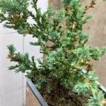 Juniperus squamata Floare