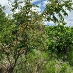 Albizia harveyi Hàbitat