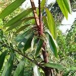 Oncocalamus mannii Leaf