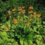 Primula bulleyana ᱵᱟᱦᱟ