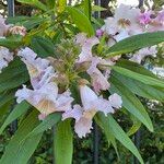 × Chitalpa tashkentensis Flors