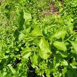 Celastrus orbiculatus Leaf