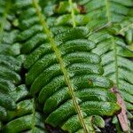 Blechnum spicant Hostoa