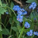 Myosotis sylvaticaFlower