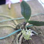 Rhipidoglossum paucifolium Other