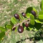 Chrysobalanus icaco Fruit